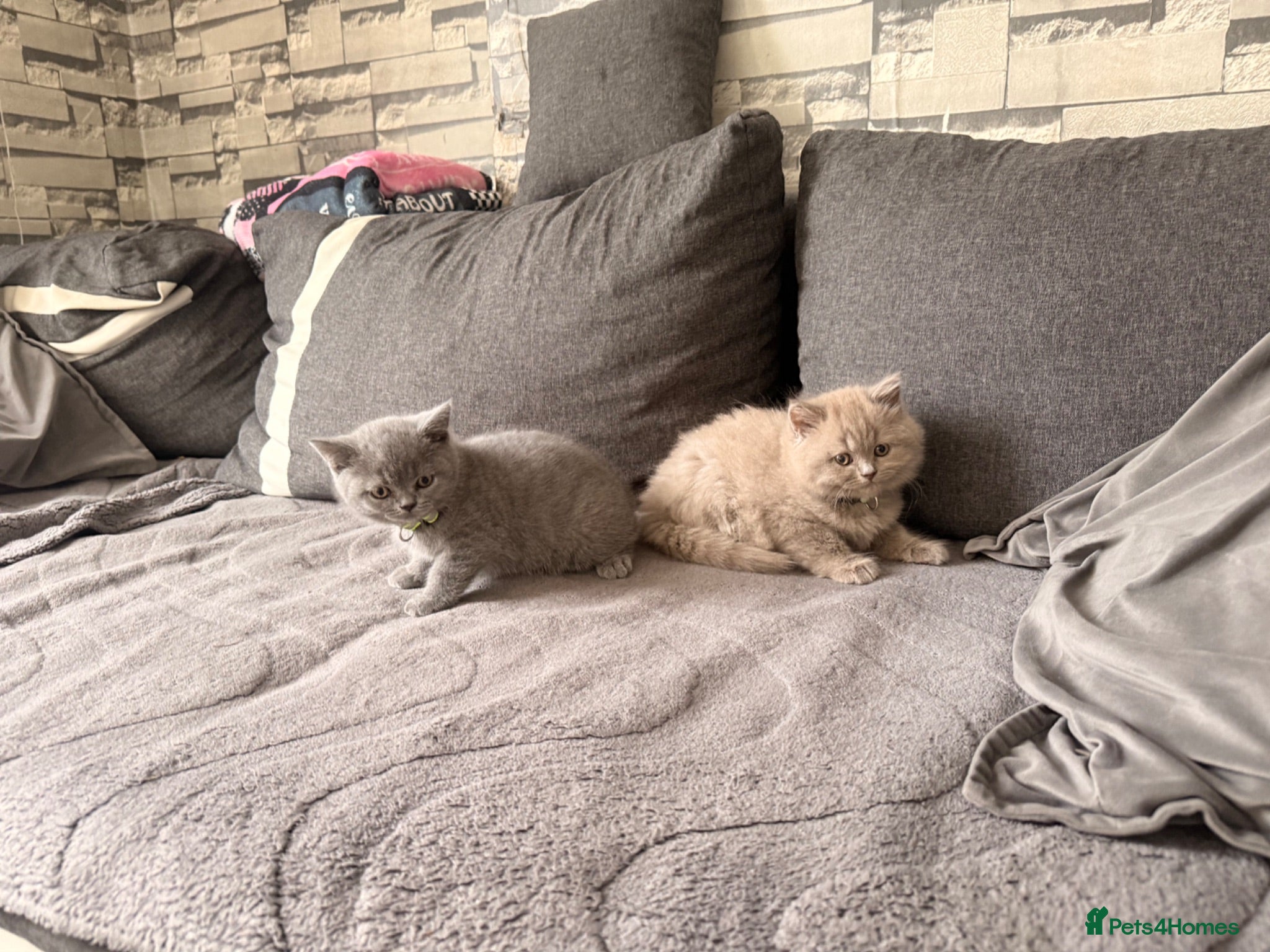 British Shorthair cats Left 2 adorable British shorthair kittens!!!… - Advert 2