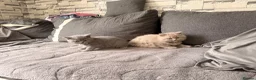 British Shorthair cats for sale: Left 1 female fluffy British shorthair kitty!!!… - Advert 8
