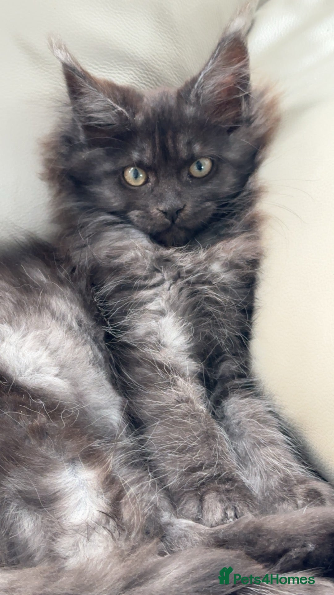 Maine Coon cats for sale: 1 female Maine Coon left black smoke ready now  - Advert 18
