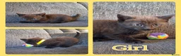 Mixed Breed cats for sale: 6 Beautiful Playful Kittens - 3g 3b  - Advert 7
