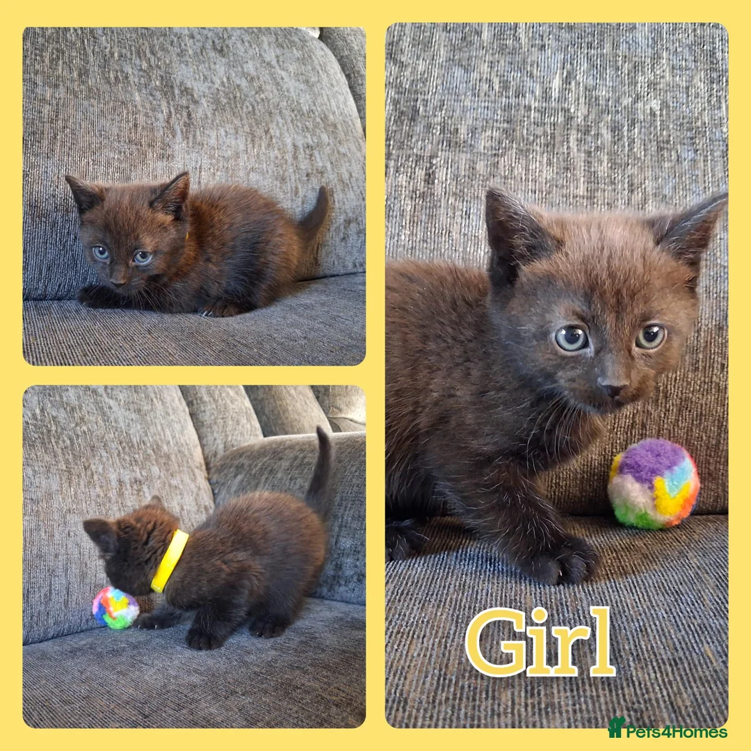 Mixed Breed cats for sale: 6 Beautiful Playful Kittens - 3g 3b  - Advert 7