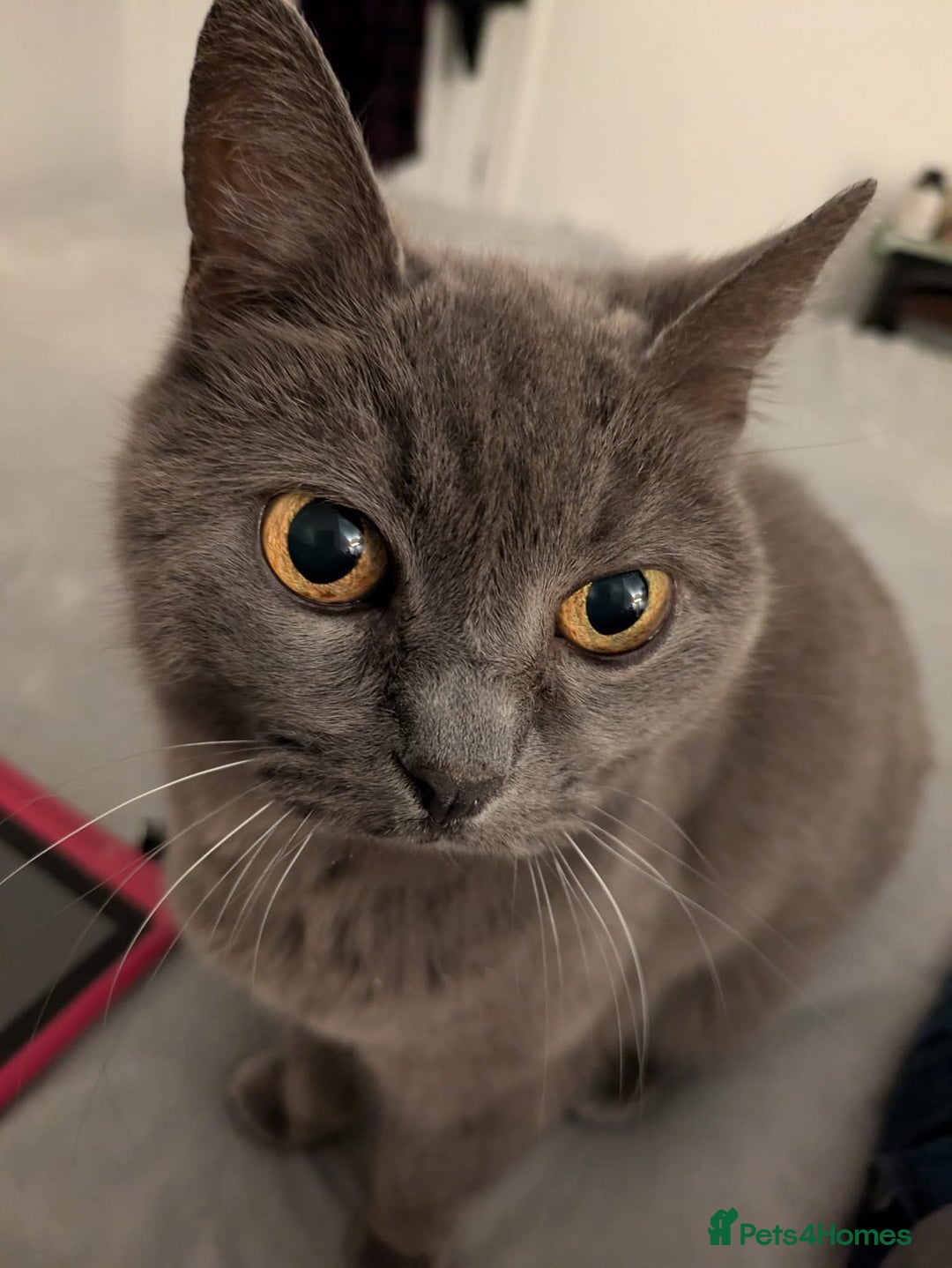 British Shorthair cats for sale: British blue/short haired female  - Image 2