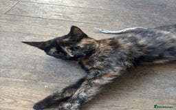 Mixed Breed cats for sale: Adorable Tortoiseshell Kitten (part Main Coon) - Image 3
