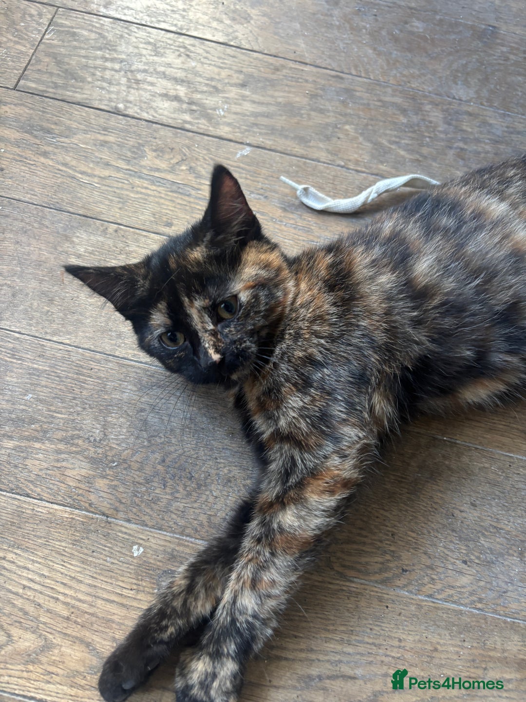 Mixed Breed cats for sale: Adorable Tortoiseshell Kitten (part Main Coon) - Image 3