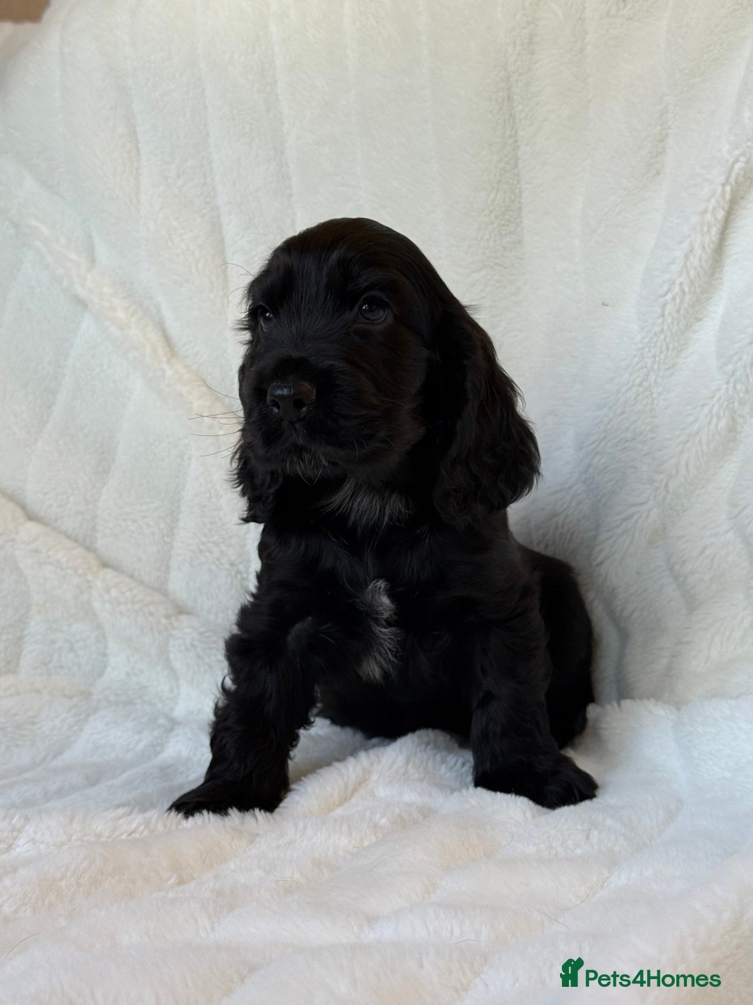 Cocker Spaniel dogs for sale: 🌟Show Cocker spaniel puppies🌟 - Advert 13