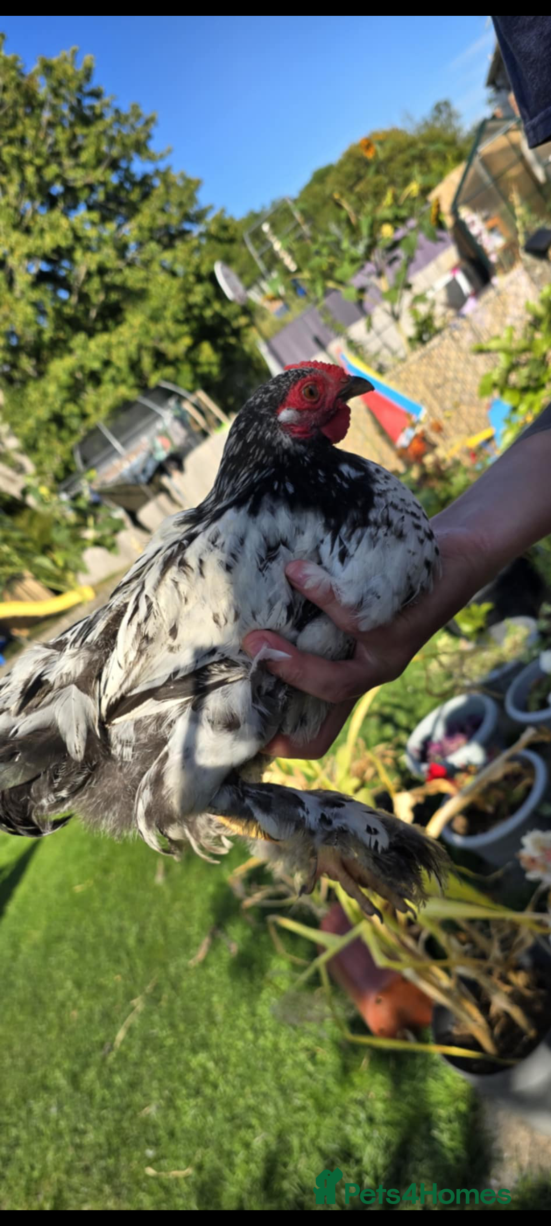 Chickens poultry for sale: 7 Chickens and young chickens for sale  - Image 3
