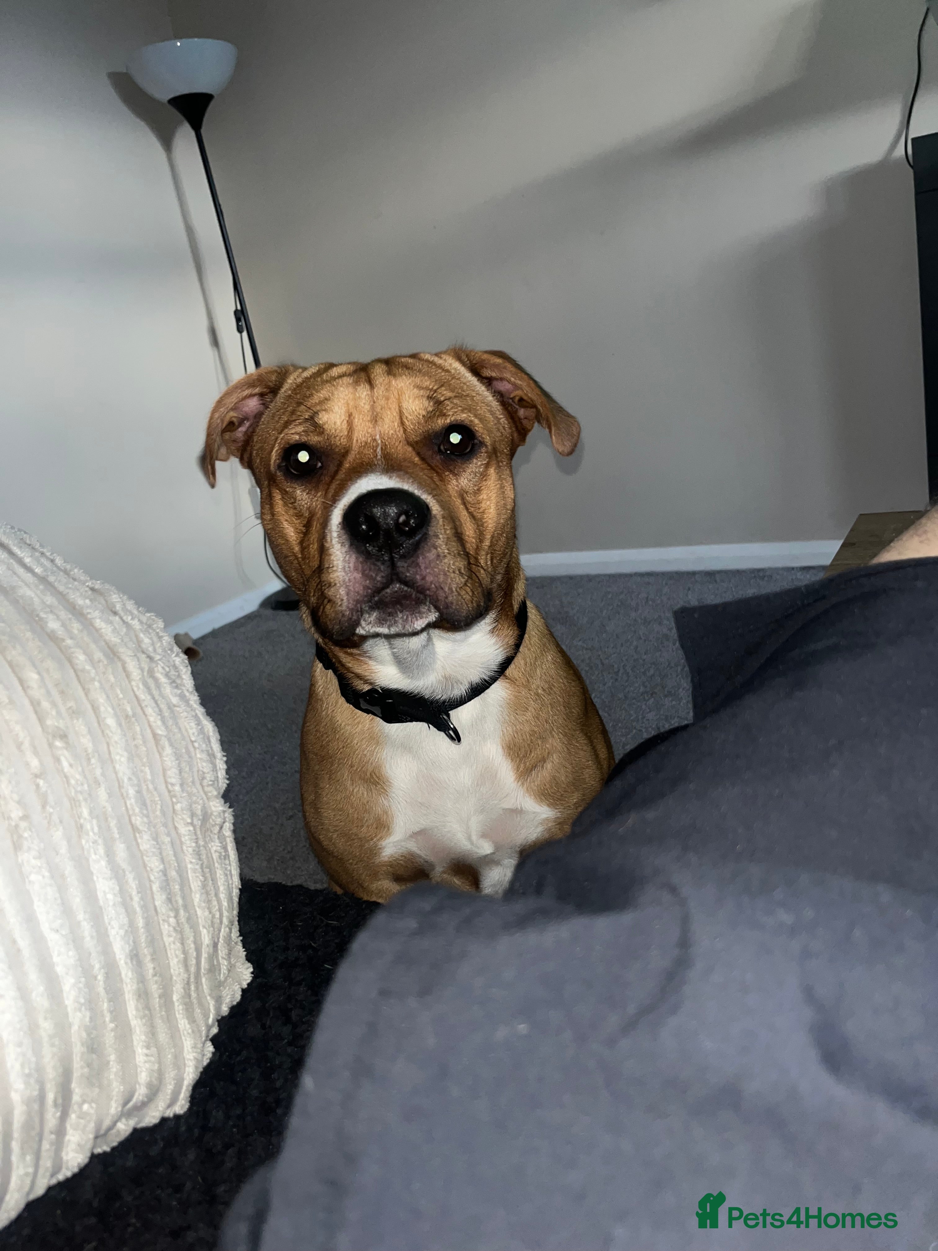 Mixed Breed dogs Dog for sale - Advert 1