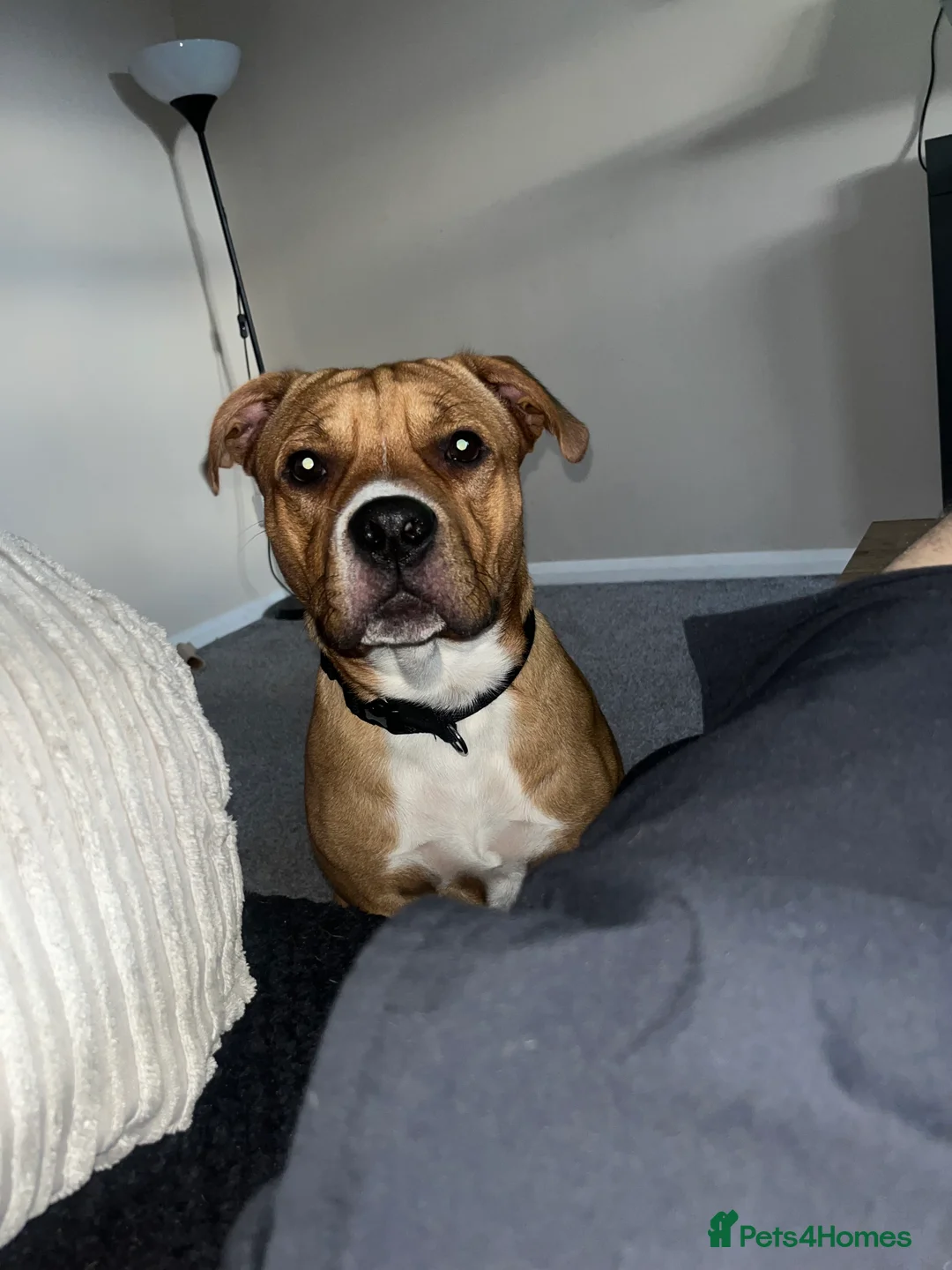 Mixed Breed dogs for sale: Dog for sale in Doncaster - Advert 1