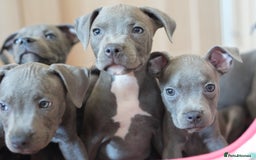 Staffordshire Bull Terrier dogs for sale: 🧸 Adorable Staffy puppies 🧸 - Image 11