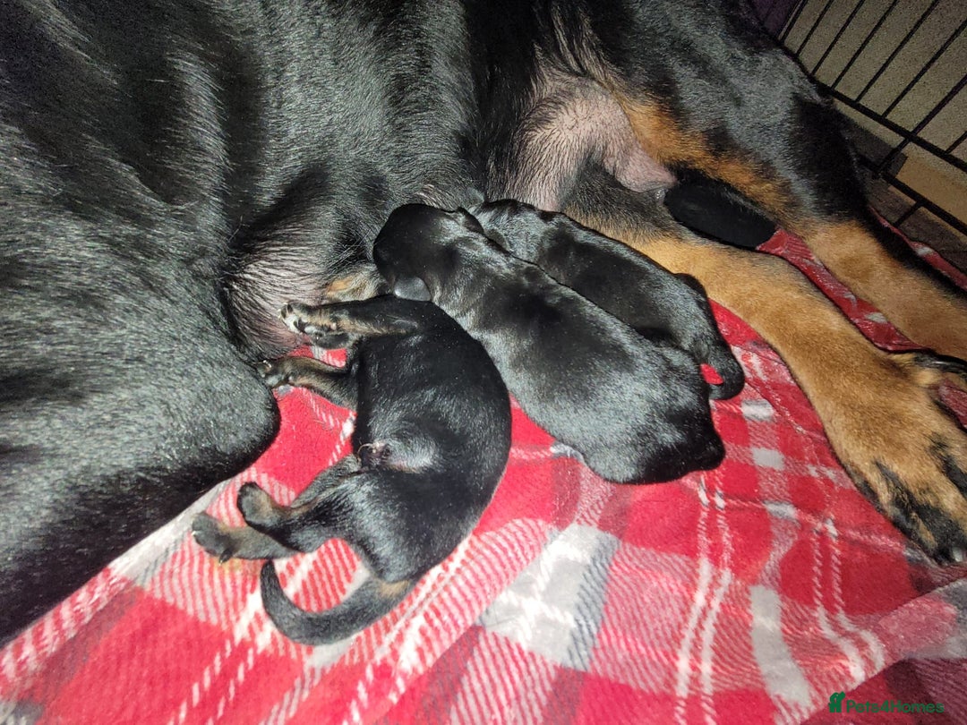 Rottweiler dogs for sale: female Rottweiler puppy  - Image 3