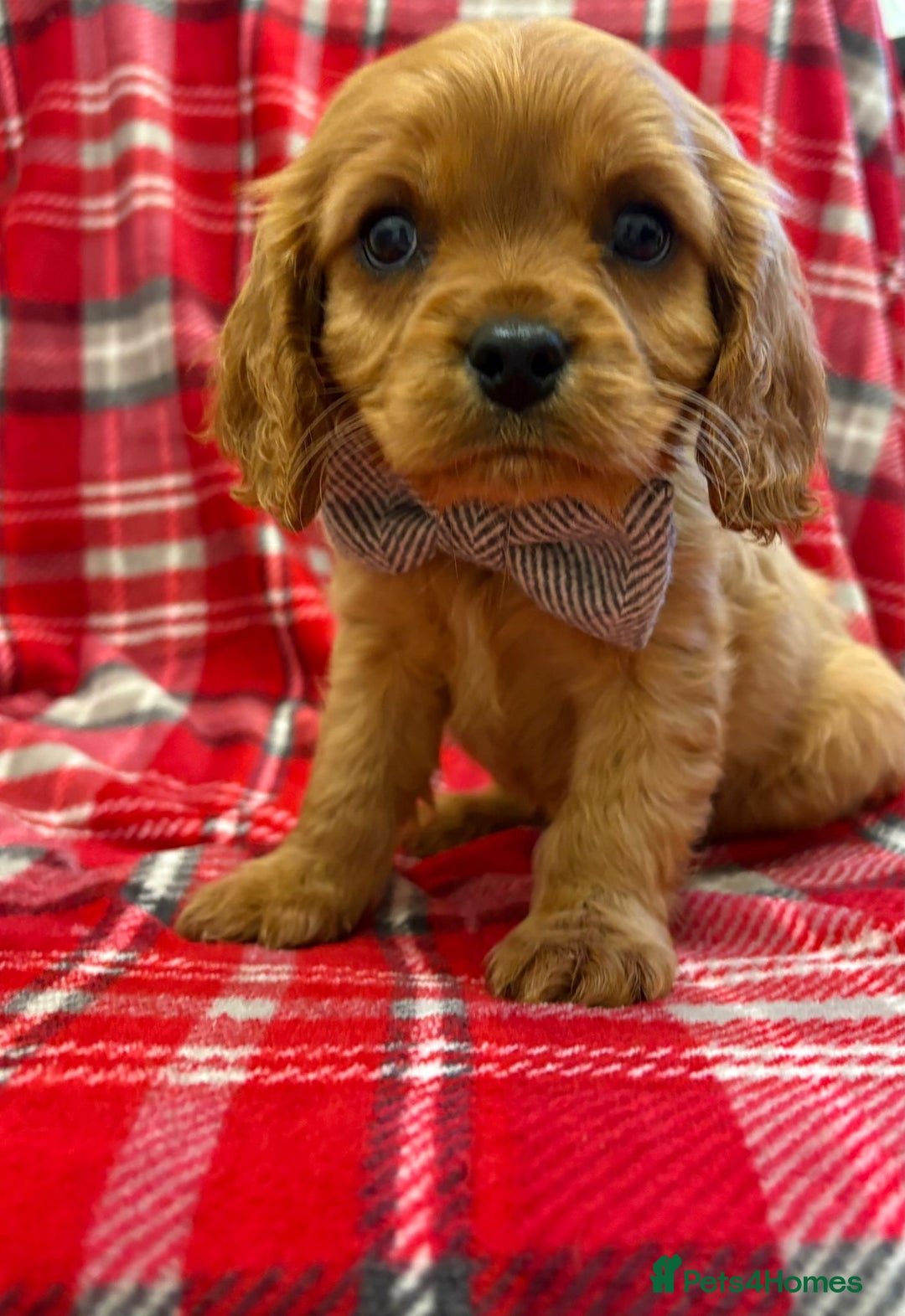 Cavalier King Charles Spaniel dogs for sale: Beautiful Cavalier King Charles babies ❤️ - Advert 16