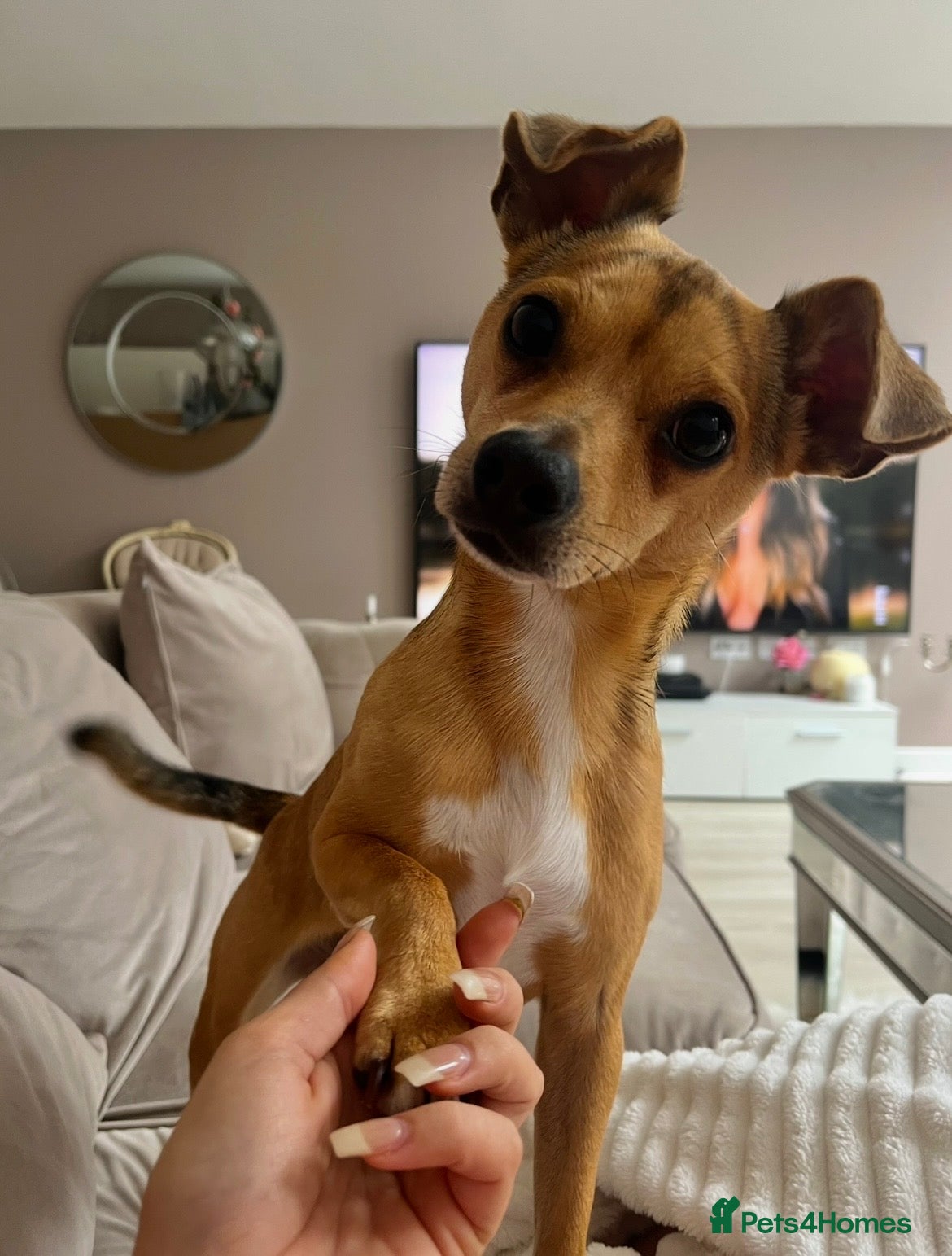 Jack Chi dogs Home needed for my dog Ralphy - Advert 13