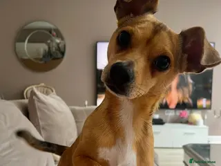 Jack Chi dogs Home needed for my dog Ralphy - Advert 1