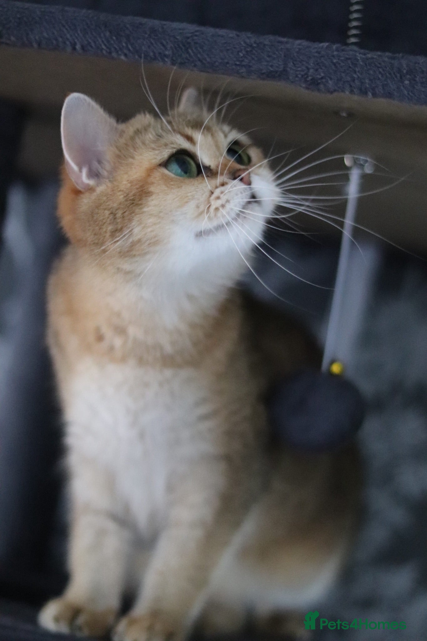 British Shorthair cats 🌟 Stunning Golden Queen–TICA Registered 🌟 - Advert 2
