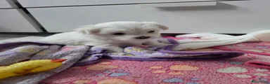 Maltese Puppy 4