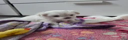 Maltese dogs for sale: Sweet little Maltese puppies  - Advert 2