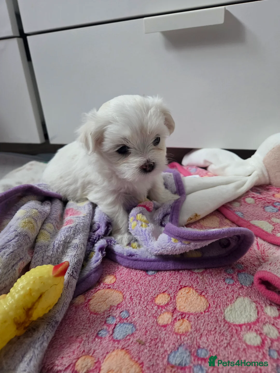 Maltese dogs for sale: Sweet little Maltese puppies  - Advert 2