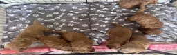 Cockapoo dogs for sale: 3 males and 3 females - Advert 8