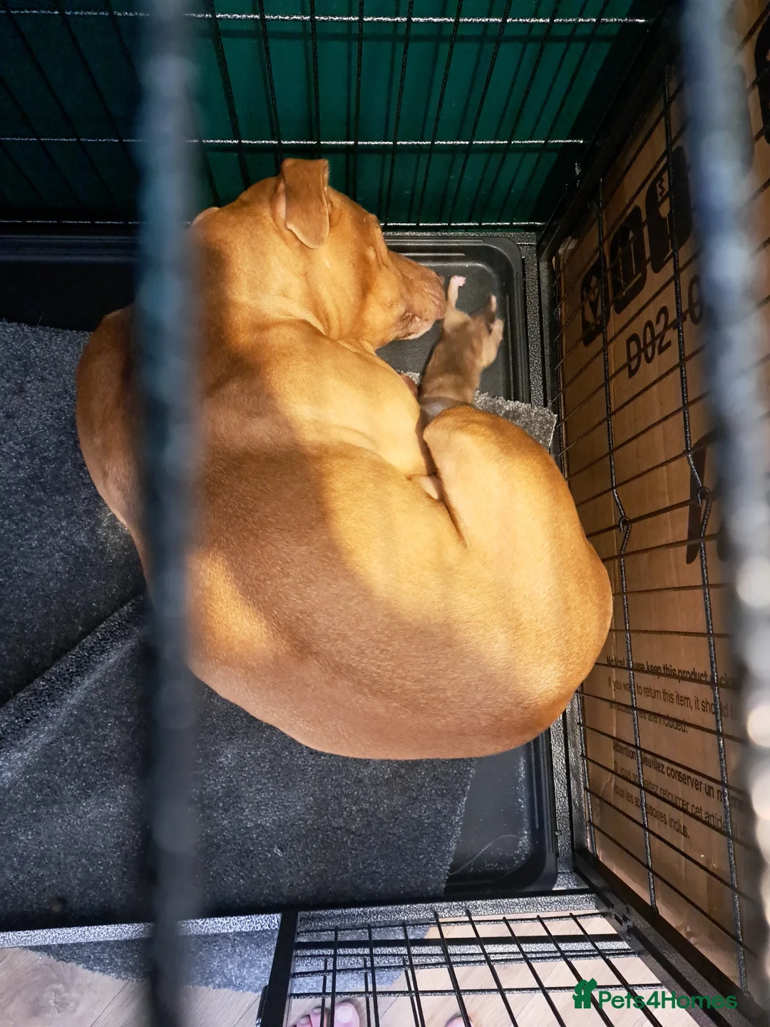 Staffordshire Bull Terrier dogs for sale: OLD SCHOOL RED STAFF PUPS - Advert 1