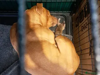 Staffordshire Bull Terrier dogs OLD SCHOOL RED STAFF PUPS - Advert 1