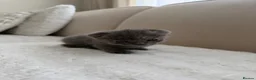 Scottish Fold cats for sale: Female scottish fold kitten  in Croydon - Advert 8