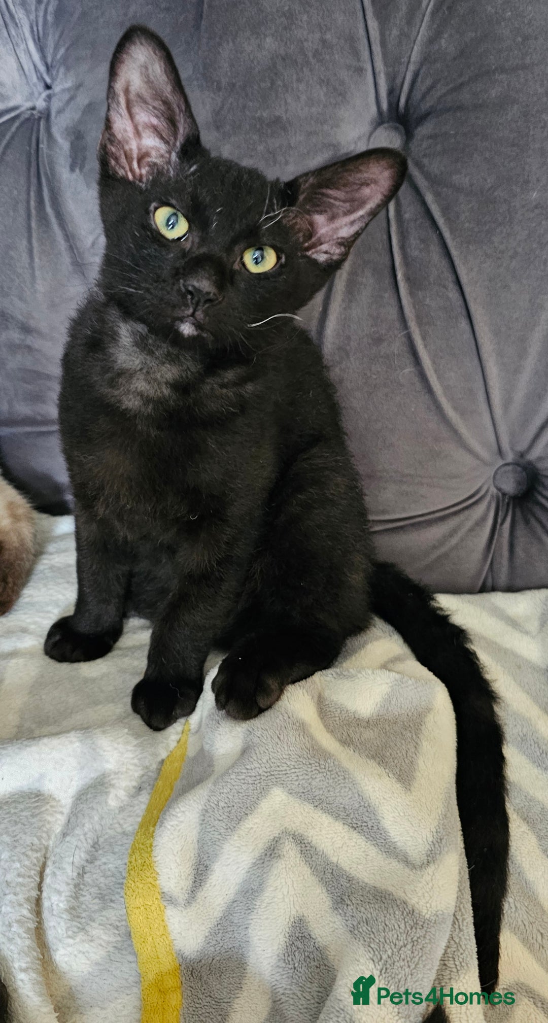 Siamese cats for sale: Siamese X Sphynx kittens - Image 24