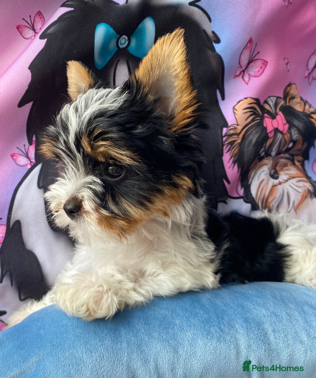 Yorkshire Terrier dogs for sale: Beautiful very small xxxs Biewer Yorkshire Terrier - Image 32