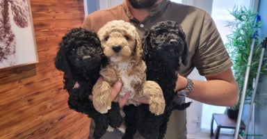 Mixed Breed dogs - Advert 2