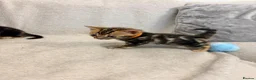 Bengal cats for sale: Only 2 Beautiful Bengal kittens Available🐾  - Advert 23