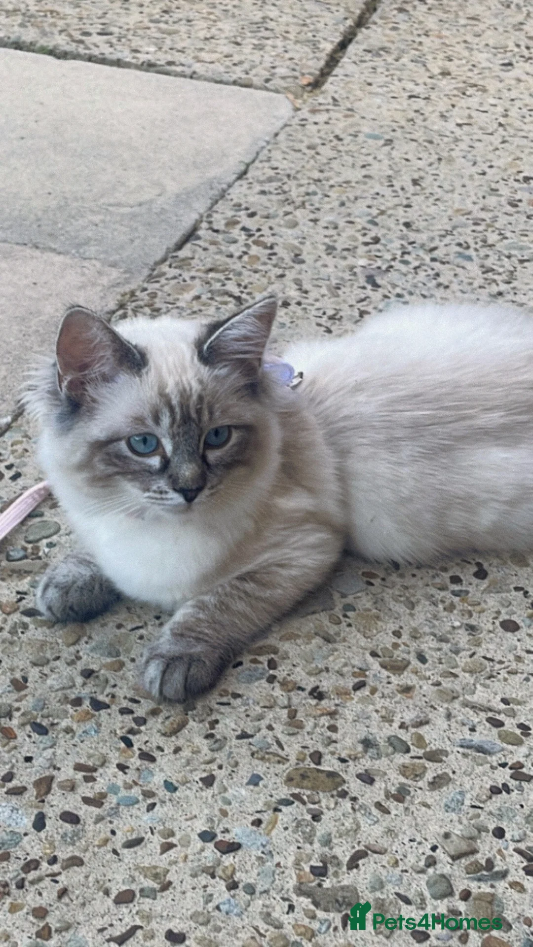Ragdoll cats for sale: Beautiful pure ragdoll kitten looking for a home  - Advert 2