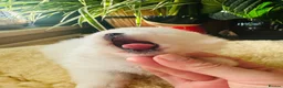 Pomeranian dogs for sale: KC white pomeranian pups ready now !  - Advert 19