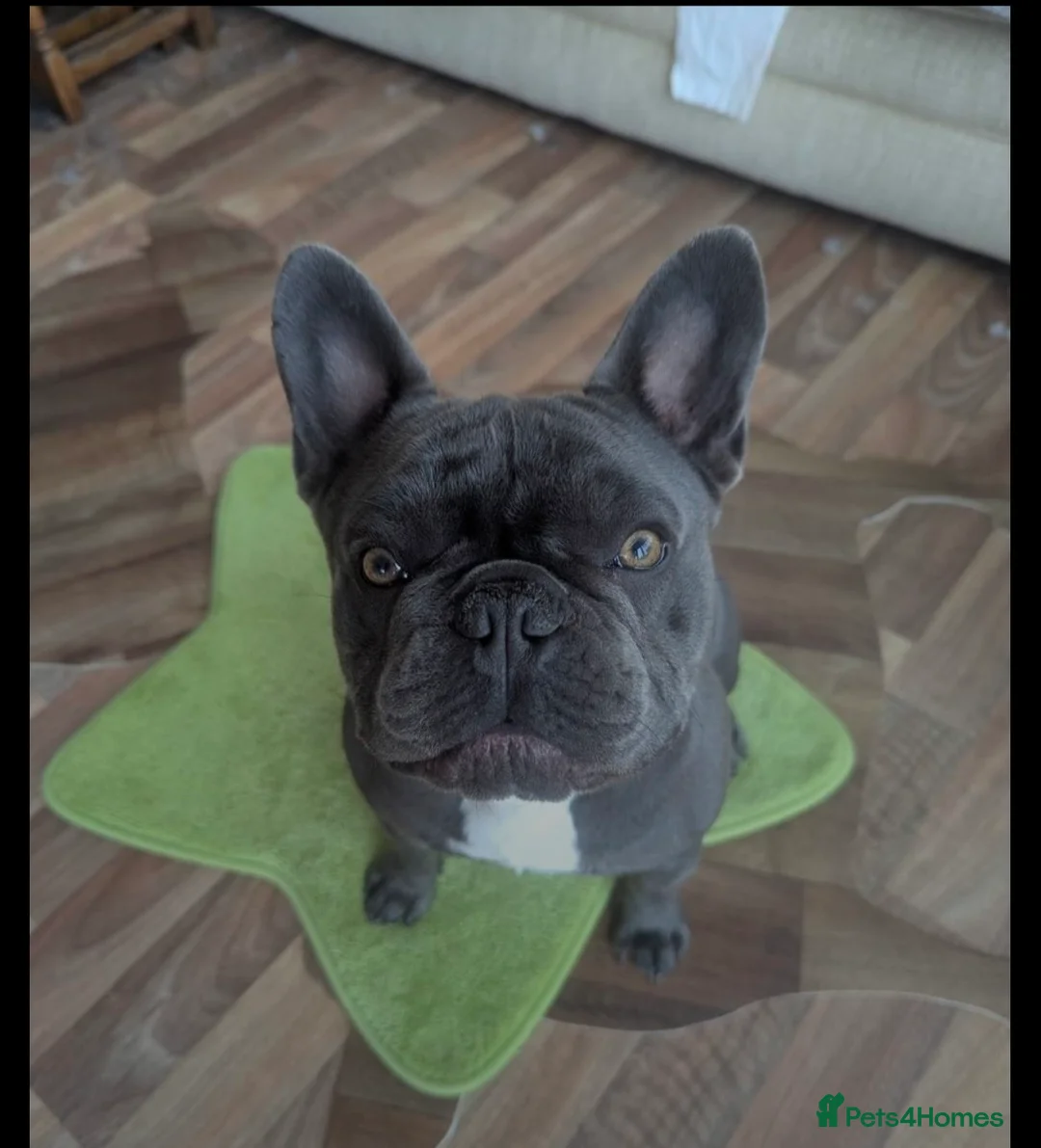 French Bulldog dogs for sale: Stunning blue make French bulldog - Advert 2