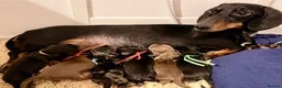 Miniature Dachshund dogs for sale: Beautiful pedigree miniature dachshund  - Advert 2