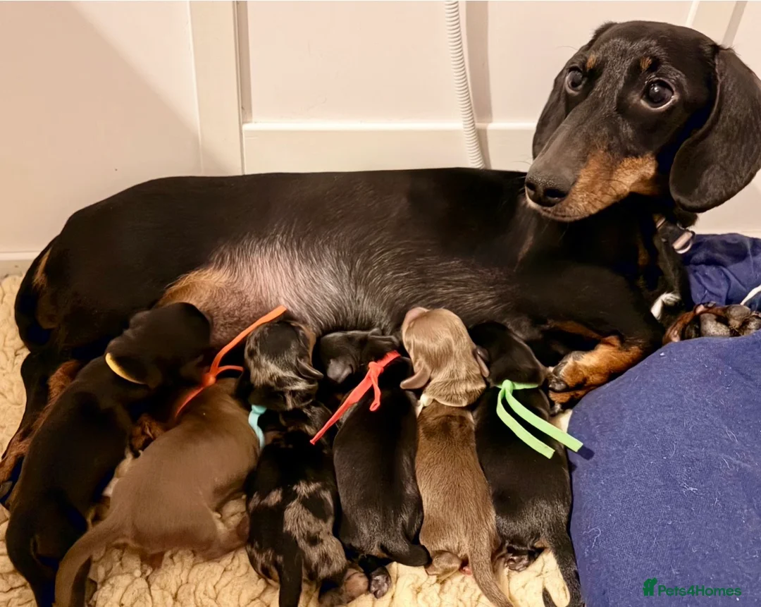 Miniature Dachshund dogs for sale: Beautiful pedigree miniature dachshund  - Advert 2