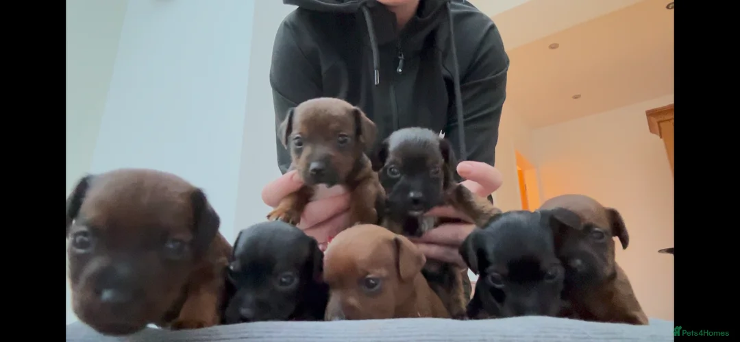 Mixed Breed dogs for sale: Patterdale X Jack Russell  - Advert 1