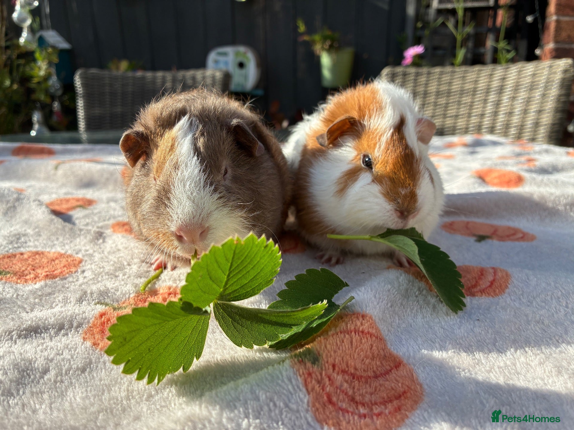 Guinea Pig rodents 2 young male guinea pigs 8 weeks old - Advert 1