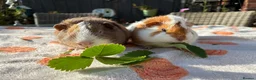 Guinea Pig rodents for sale: 2 young male guinea pigs 8 weeks old in Ormskirk - Advert 1