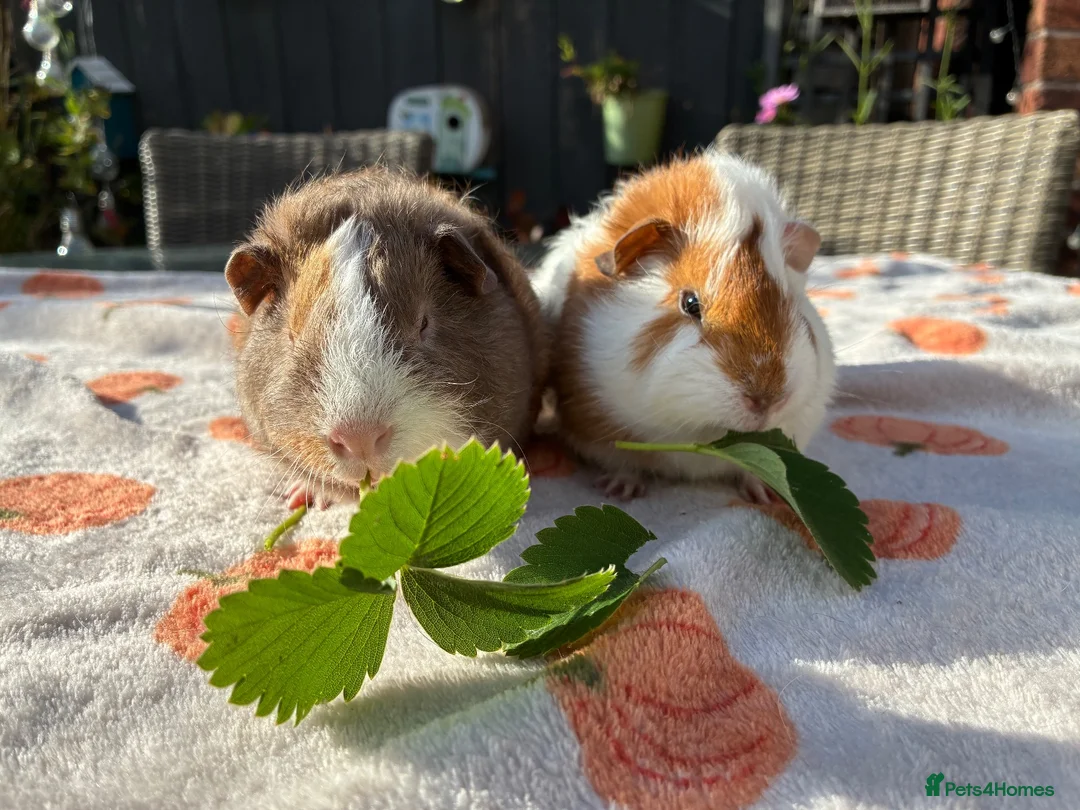 Guinea Pig rodents for sale: 2 young male guinea pigs 8 weeks old in Ormskirk - Advert 1