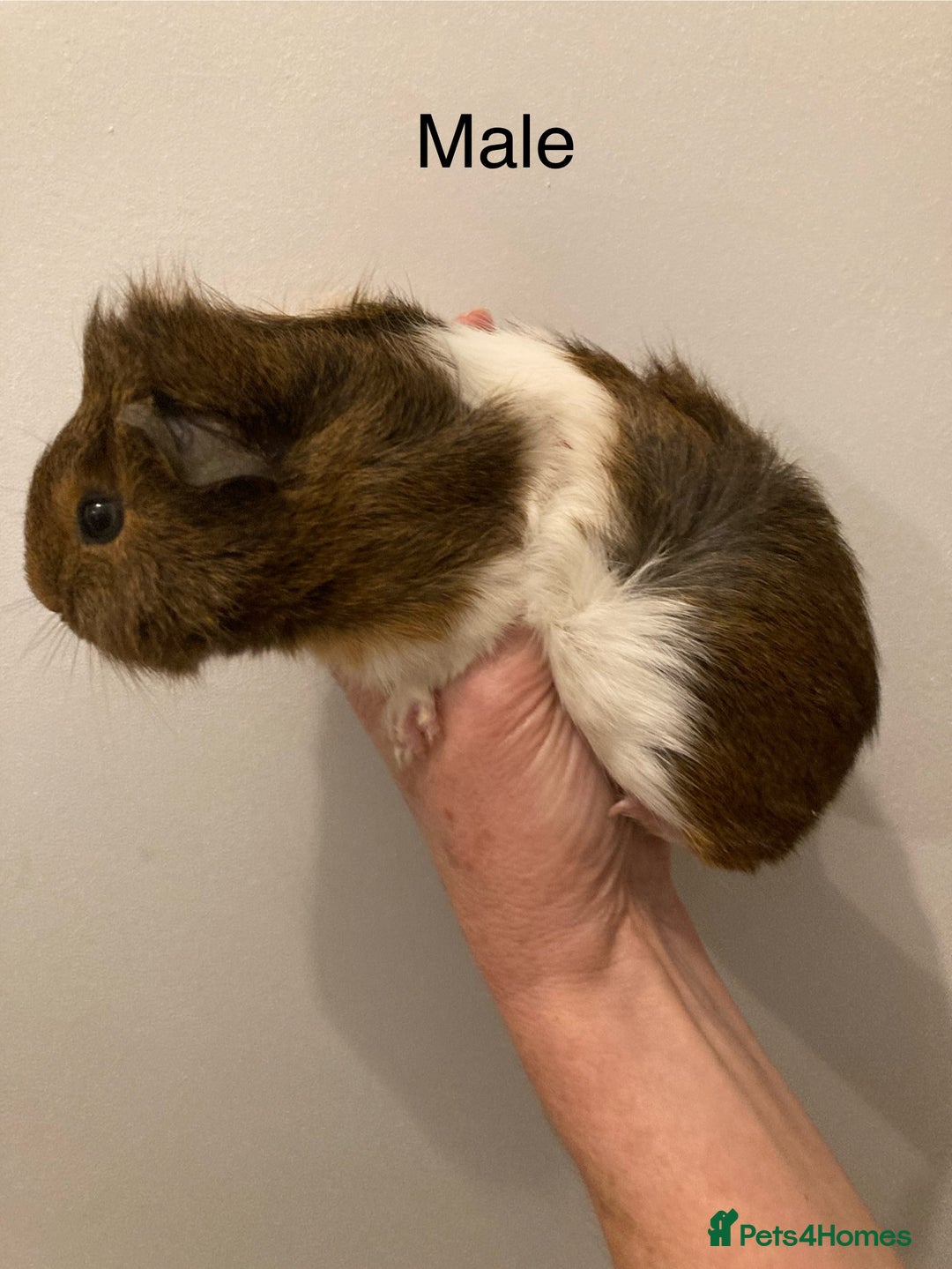 Guinea Pig rodents for sale: 5 Gorgeous Guinea Pigs for sale - Advert 7