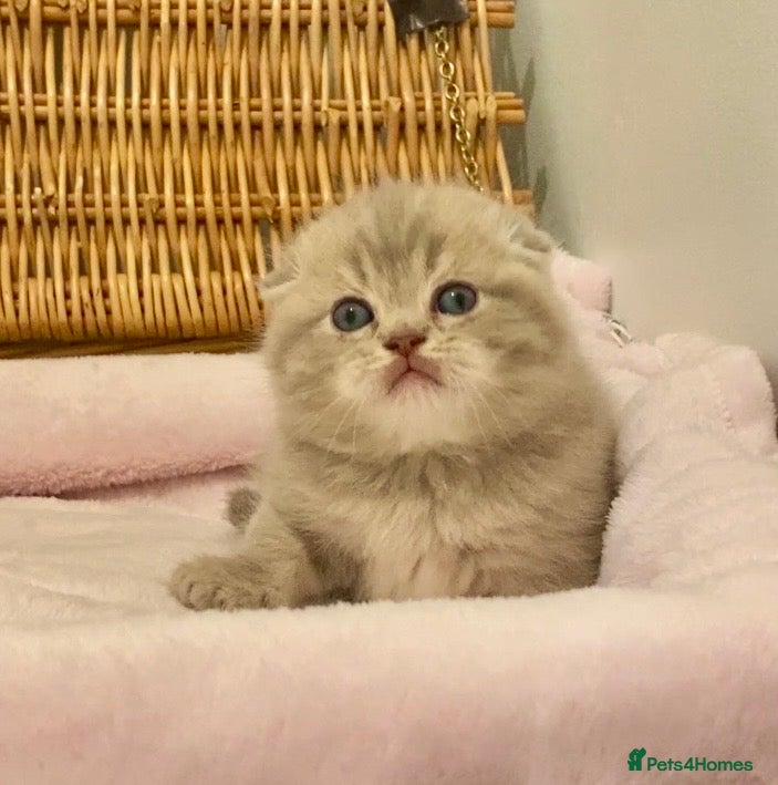 Scottish Fold cats 🧸QUALITY TICA REG FAWN SCOTTISH/BSH 😻🧸 - Advert 10
