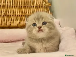 Scottish Fold cats 🧸QUALITY TICA REG FAWN SCOTTISH/BSH 😻🧸 - Advert 10