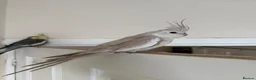 Cockatiels birds for sale: Cockatiel white faced female  in Coventry - Advert 3