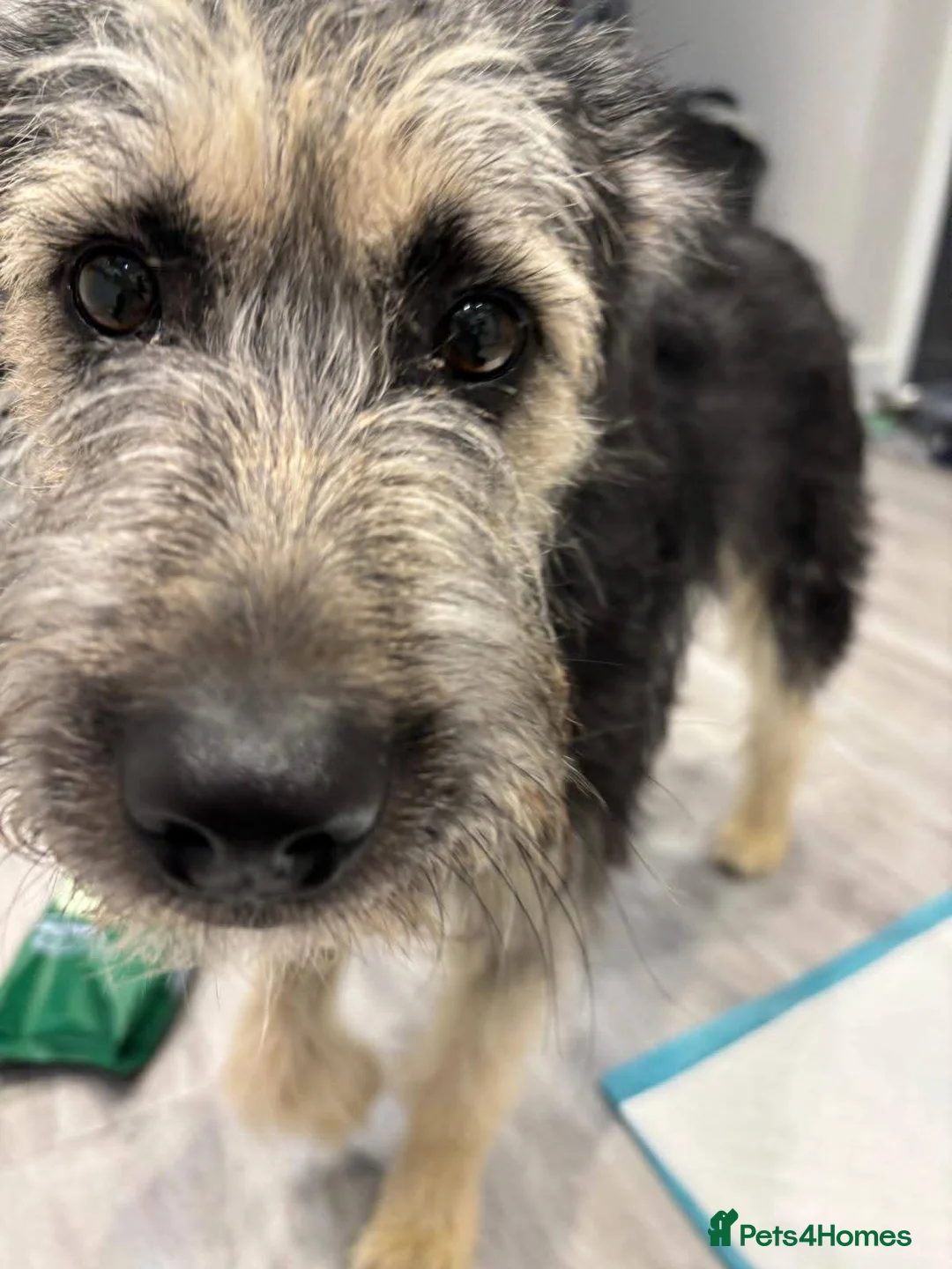 Mixed Breed dogs for adoption: Meet Courgetti, currently residing in Norfolk  in King's Lynn - Advert 2