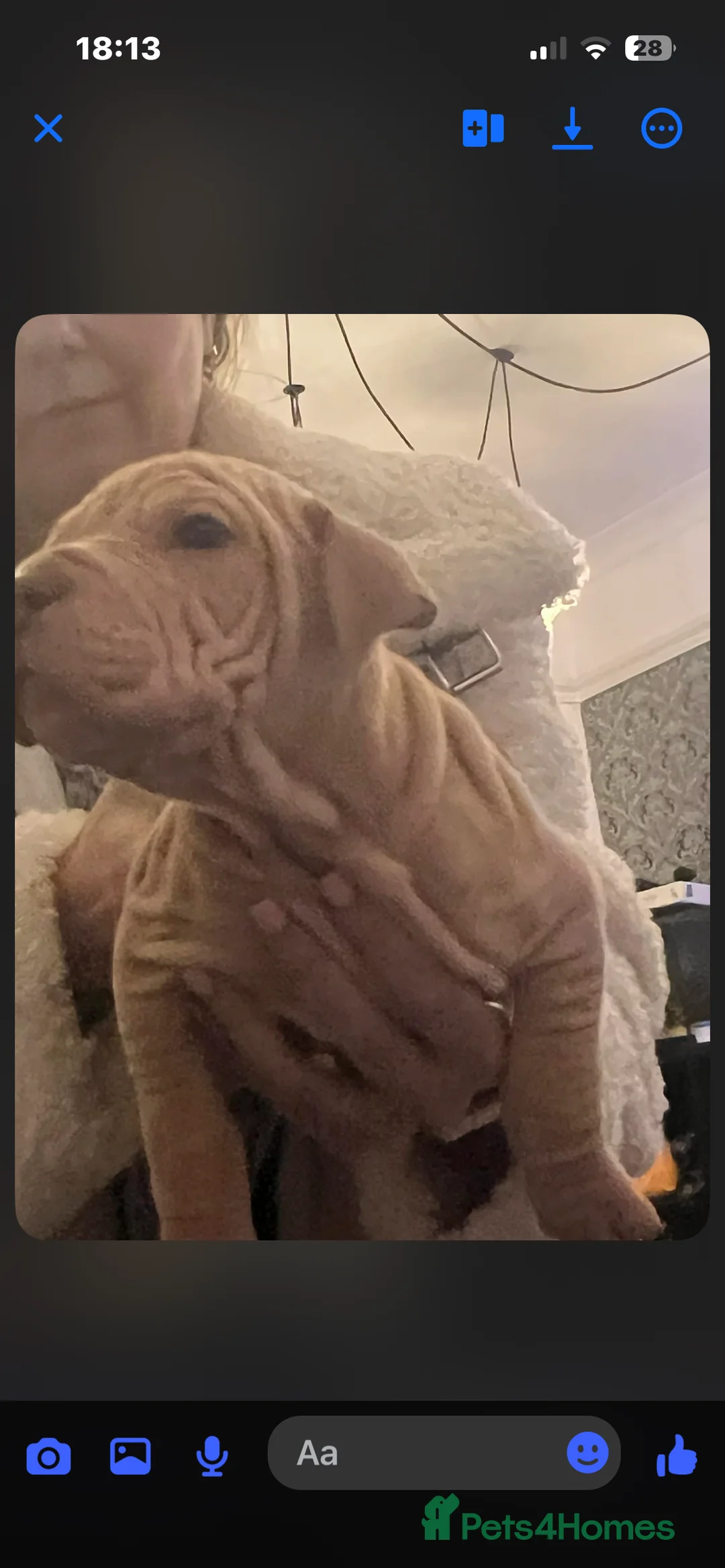 Mixed Breed dogs for sale: Shar pei x pocket bully - Advert 22