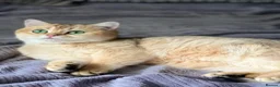 British Shorthair cats for sale: 2Golden Chinchilla boy's and 1 Blue Golden boy. in Castleford - Advert 1