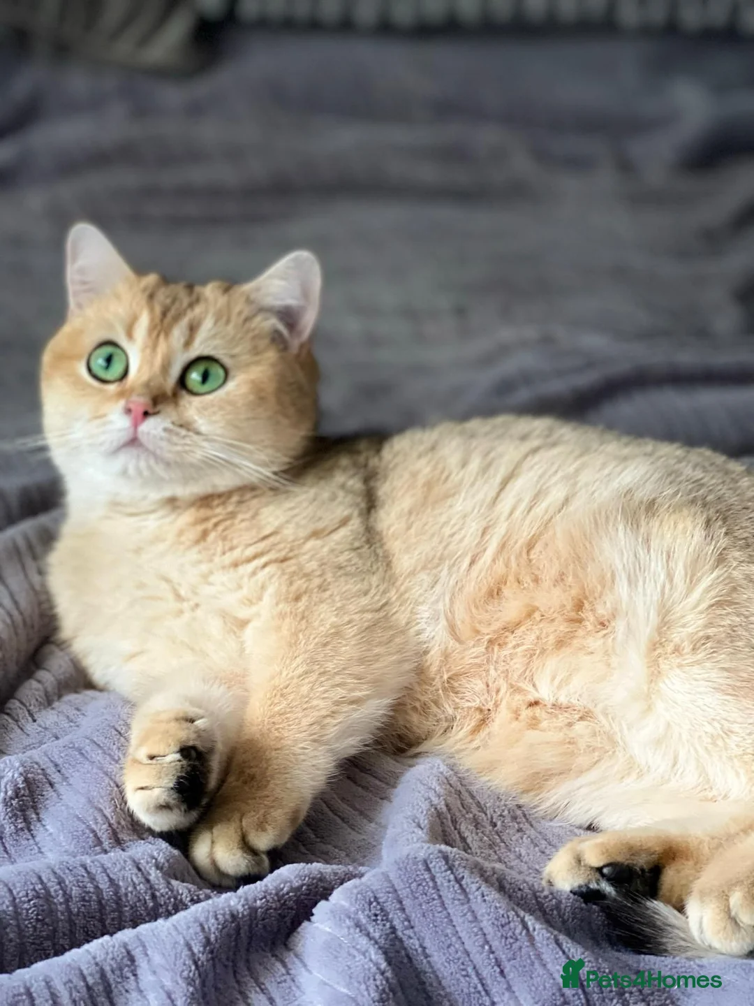 British Shorthair cats for sale: 2Golden Chinchilla boy's and 1 Blue Golden boy. in Castleford - Advert 1