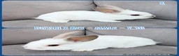 Mixed Breed rabbits for sale: Dutch x Rex Baby Rabbits - Advert 10
