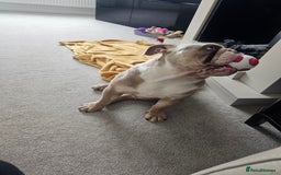 Mixed Breed dogs for sale: English Bull Dog (Lilac Merle) F1  - Image 4