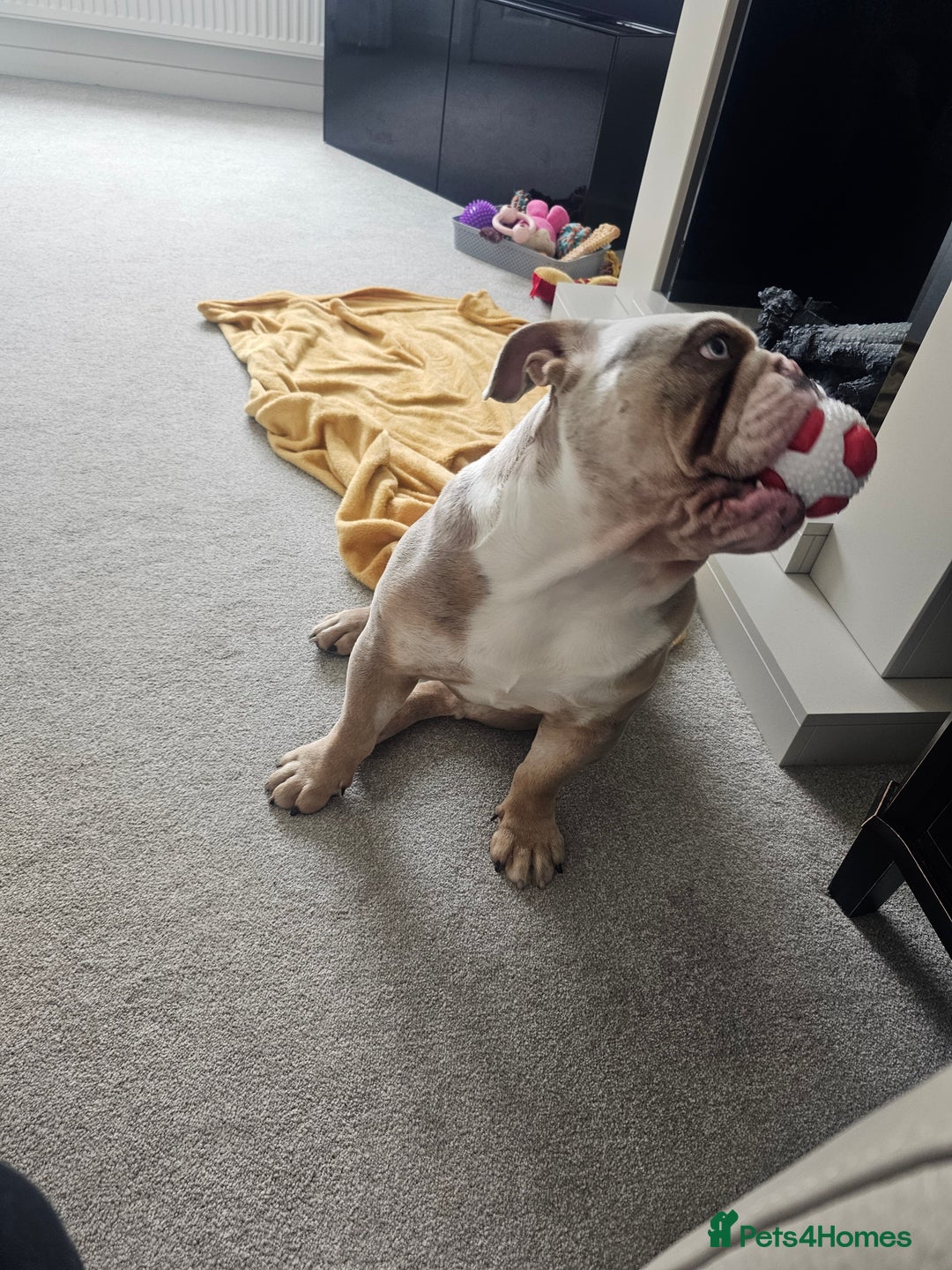 Mixed Breed dogs for sale: English Bull Dog (Lilac Merle) F1  - Image 4