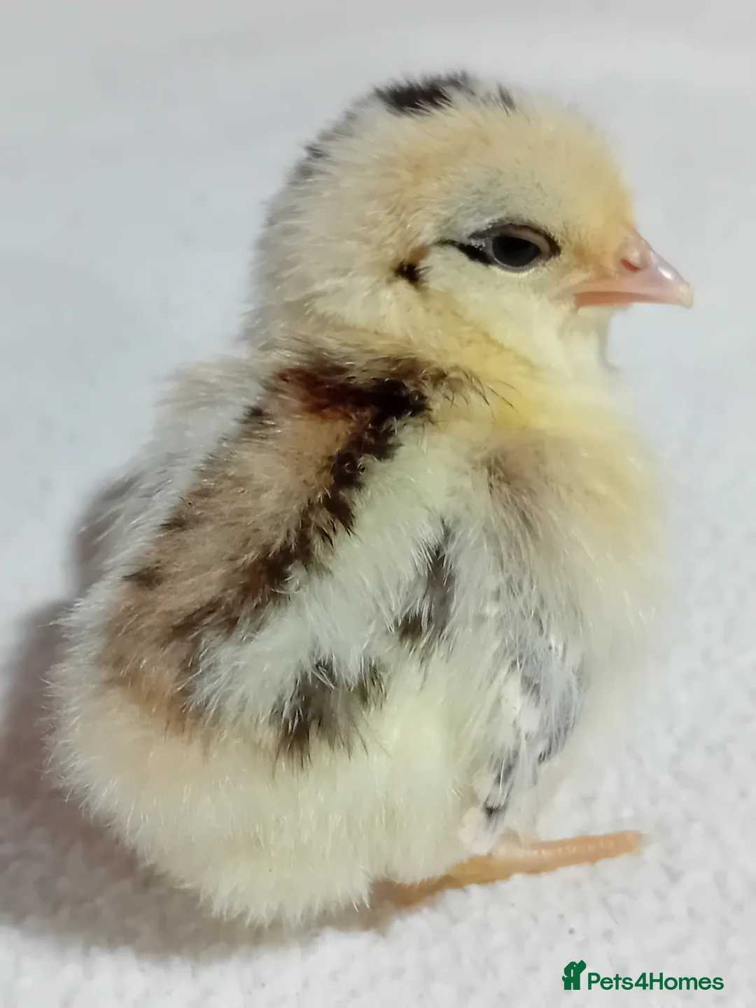 Chickens poultry for sale: Micro-Chicken CHICKS for Sale - Advert 2